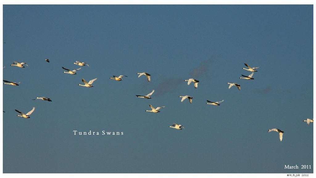 Migrating Tundra Swans