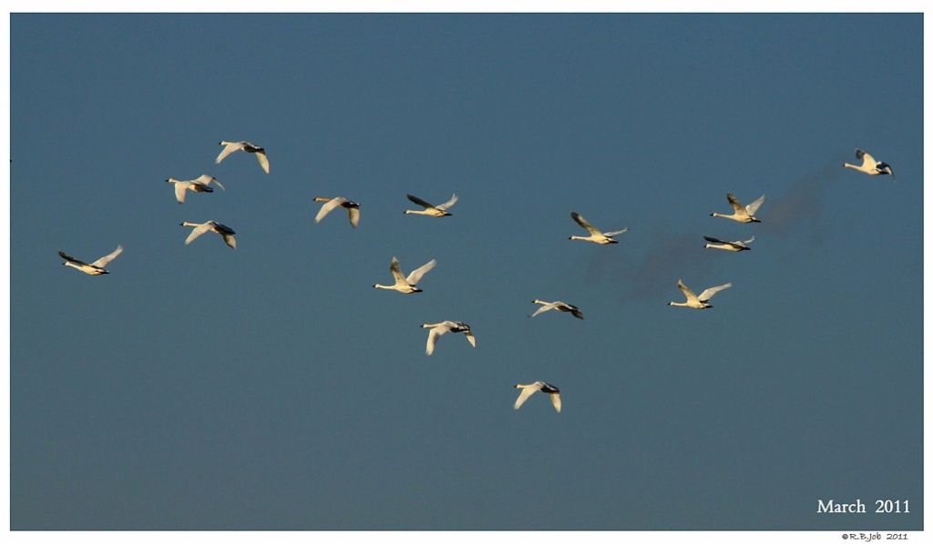 Migrating Tundra Swans