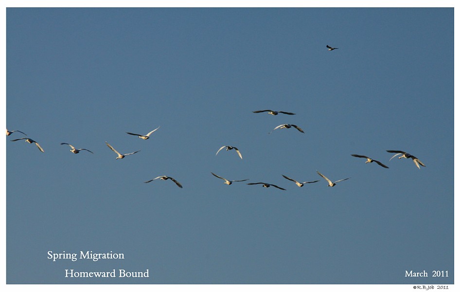 Wild Tundra Swans