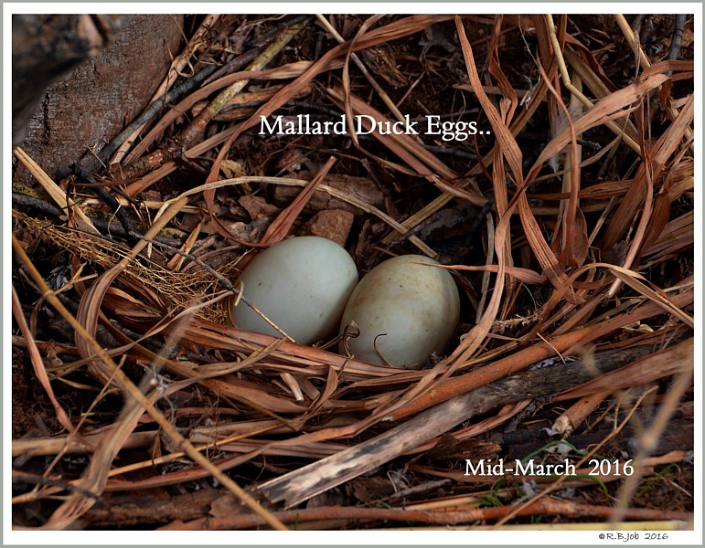 Mallard Duck Nest
