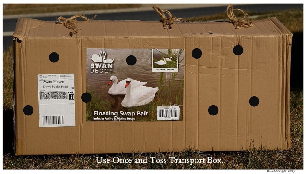 Click to Enlarge Transporting Swans