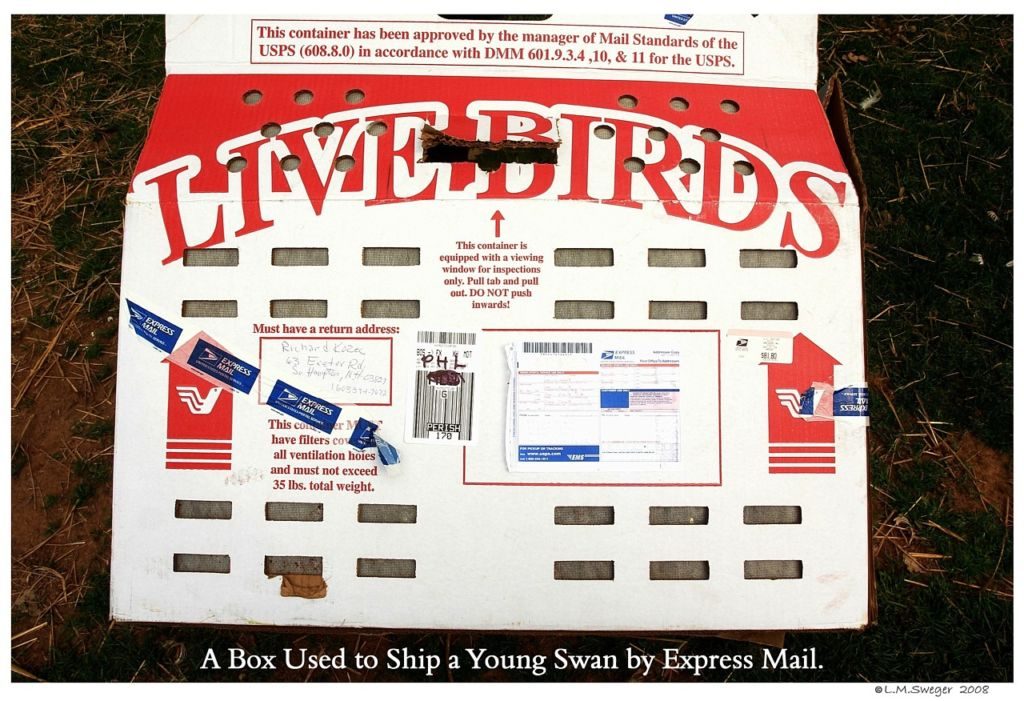 Click to Enlarge Express Mail Swan