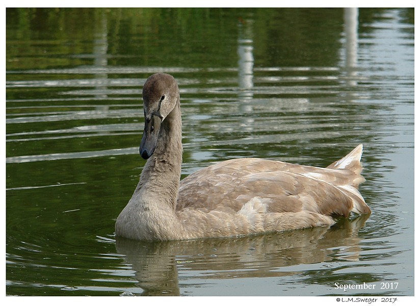 Transporting Swans