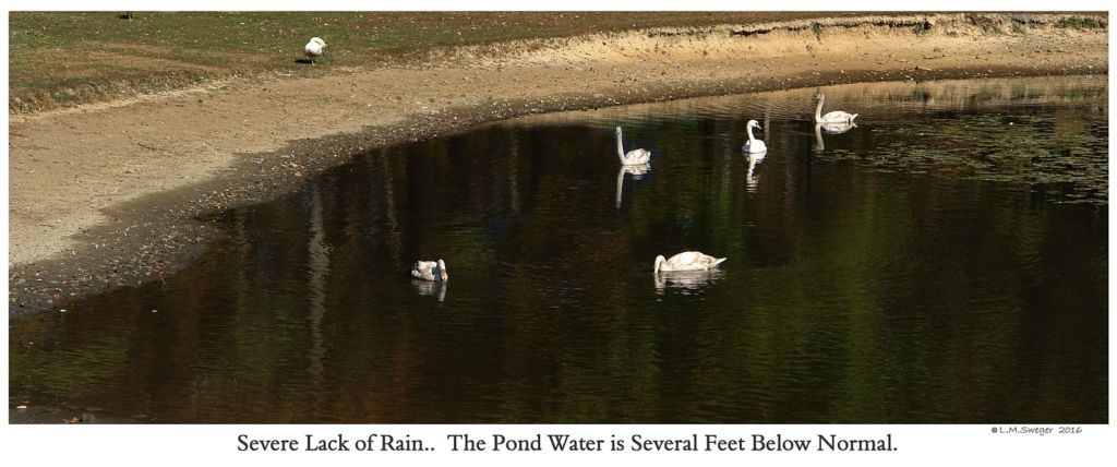 Swan Pond