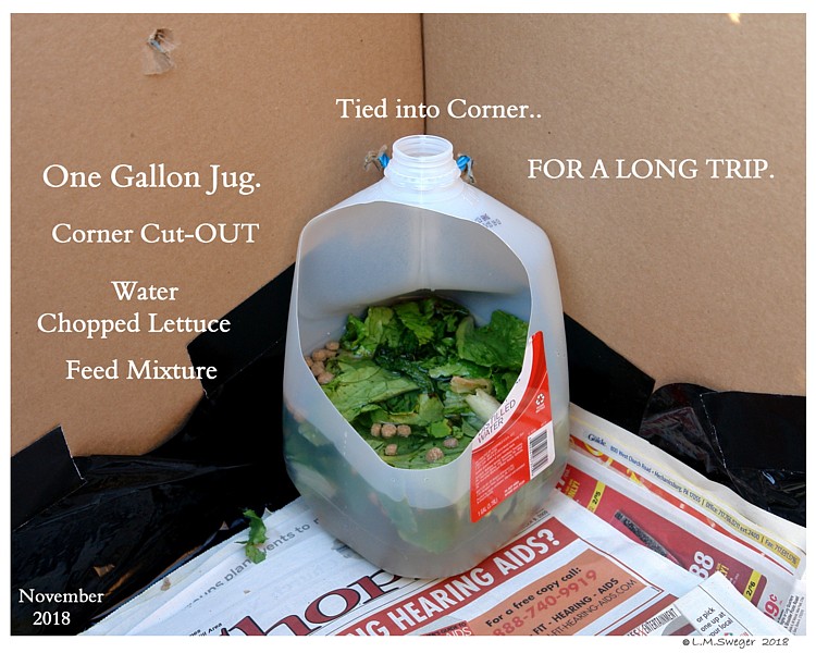 Click to Enlarge Swan Transport Box
