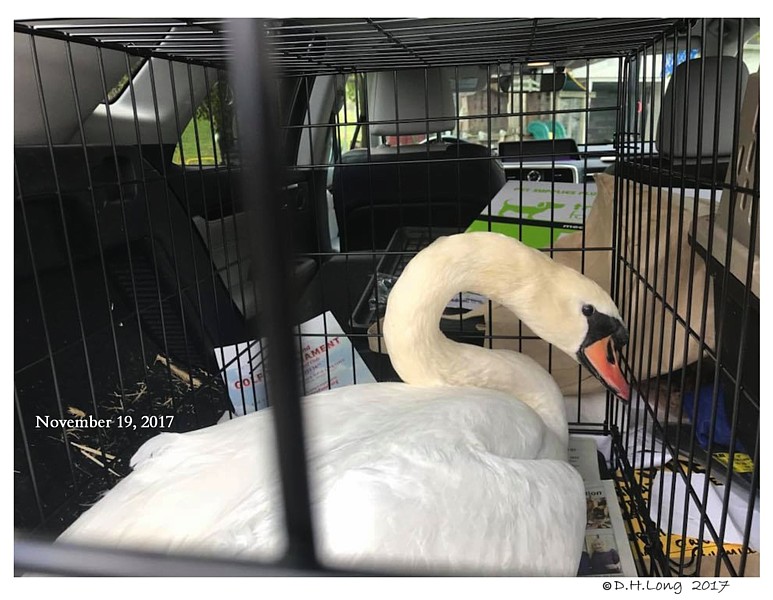 Click to Enlarge Swan Transport