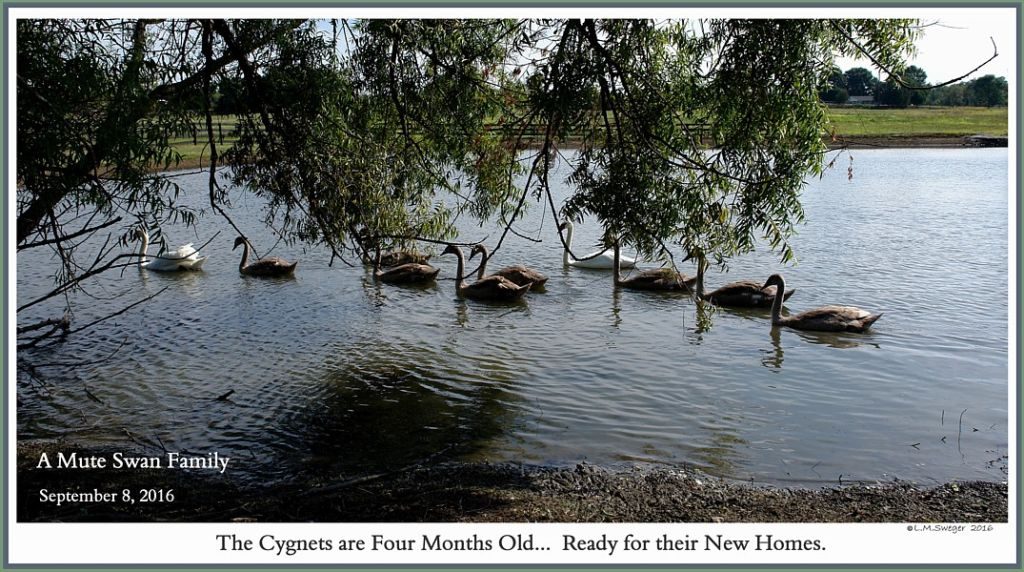 Click to Enlarge Transporting Swans