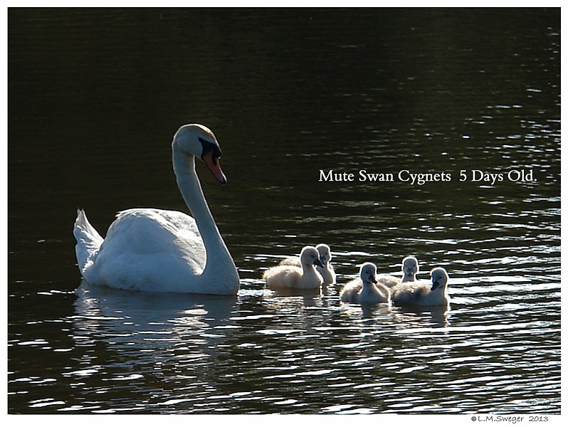 Mute Swan Cygnets 
