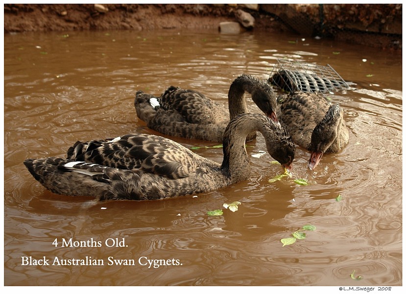 Black Australian Swan Cygnet