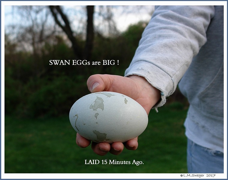 Mute Swan Nest Eggs