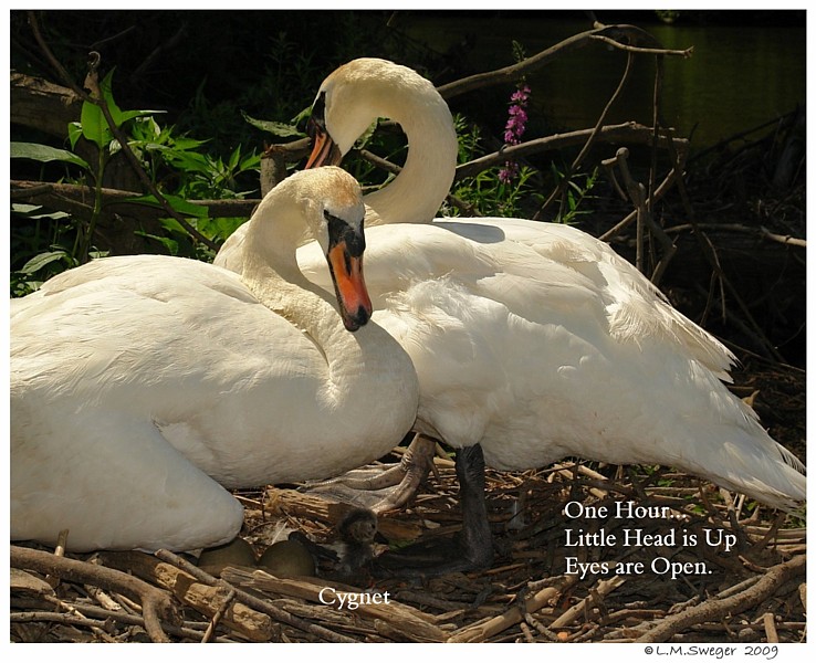  Nesting Mute Swans 
