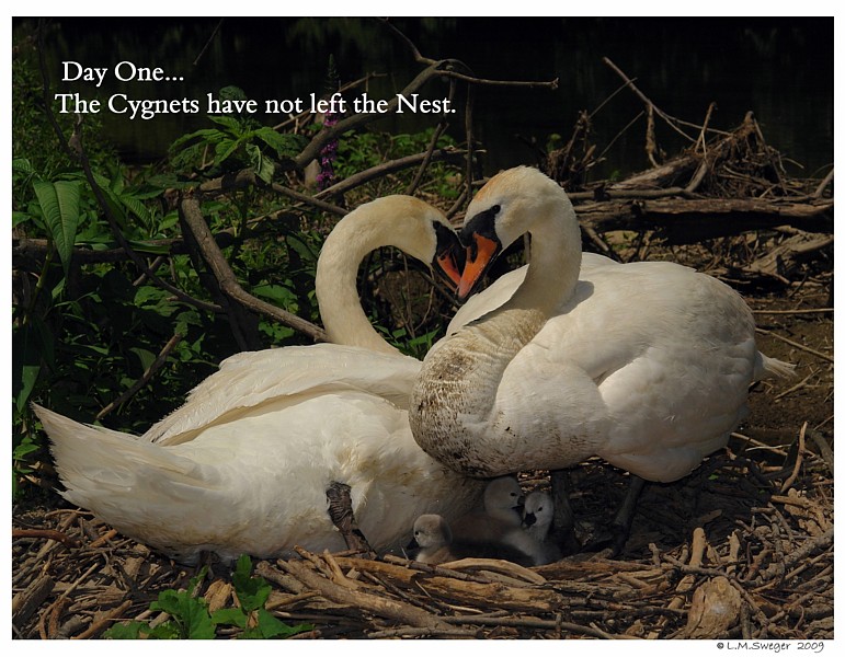 Nesting Mute Swan Cygnets 