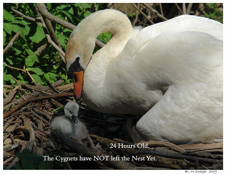 Nesting Mute Swan Cygnets