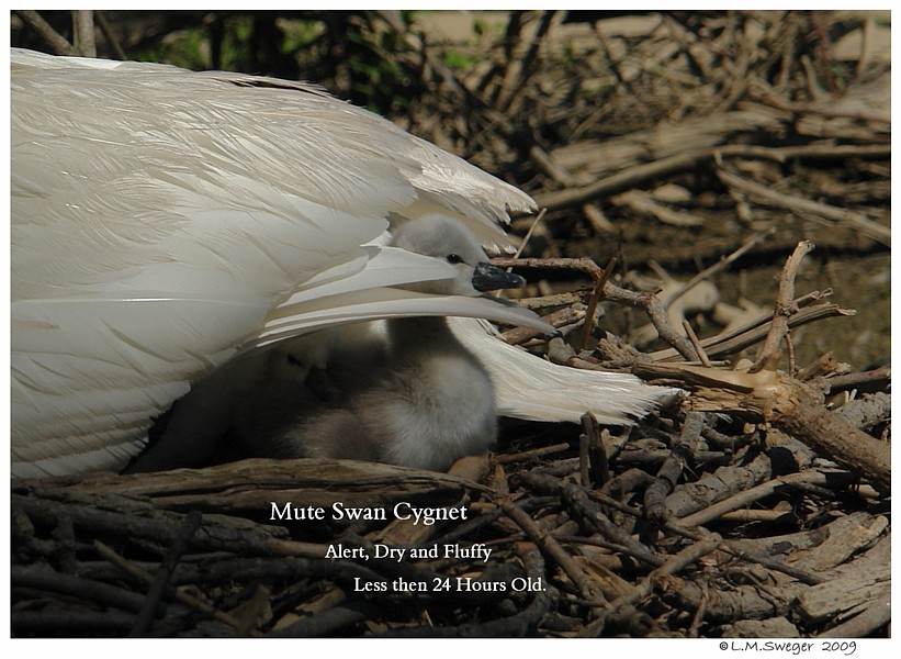 Nesting Mute Swan Cygnets