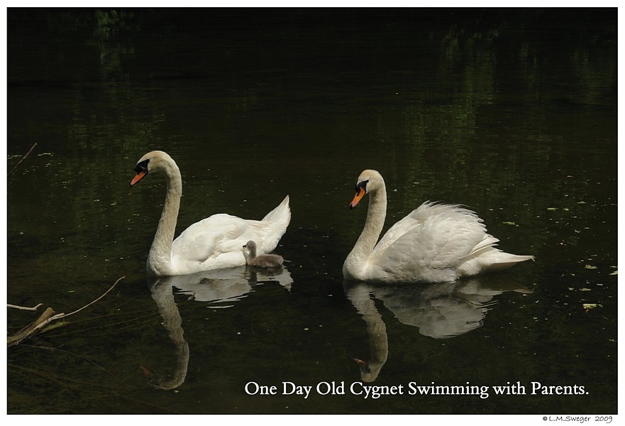  Mute Swan Cygnets 
