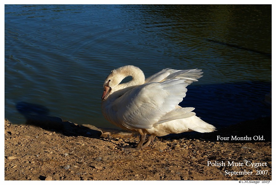 Polish Mute Swan Cygnet