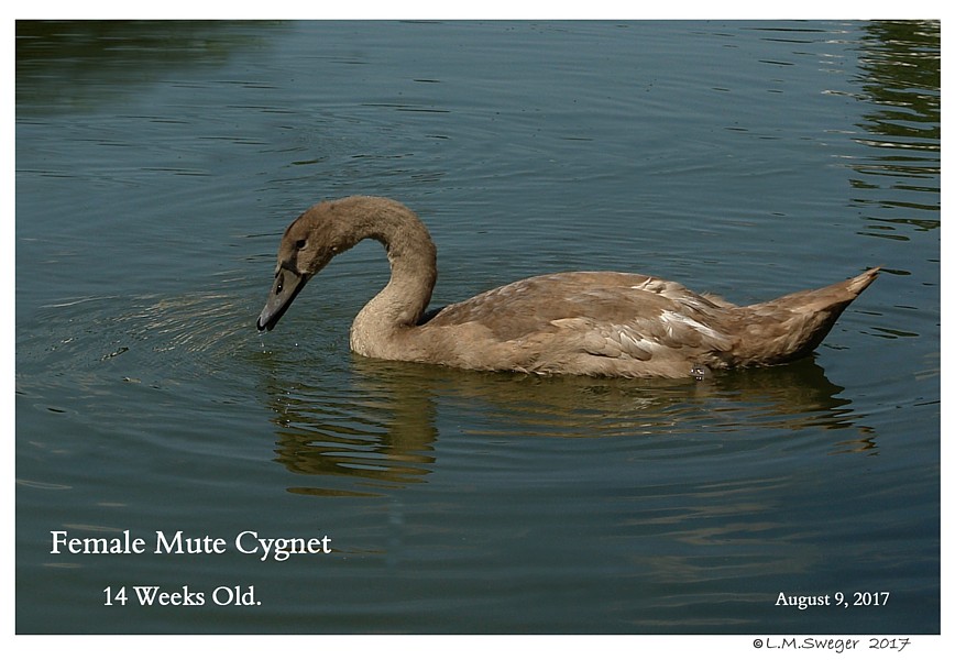 Mute Swan Cygnets 