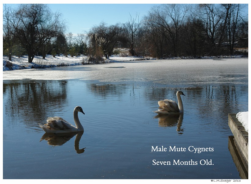Mute Swan Cygnets