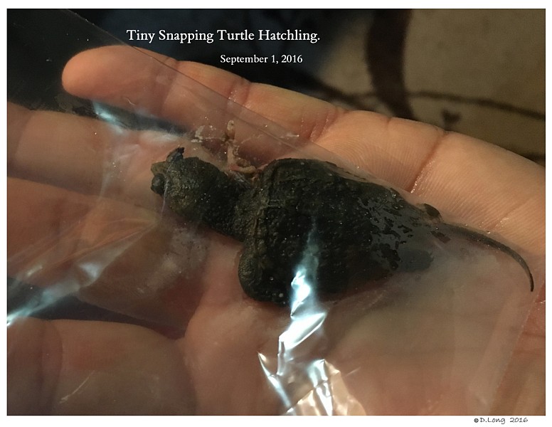 Tiny Snapping Turtle