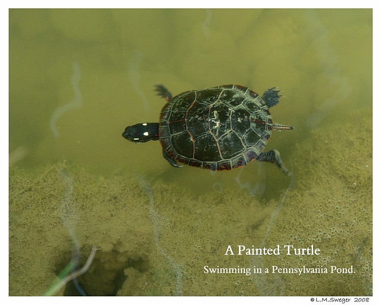 PA Painted Turtle