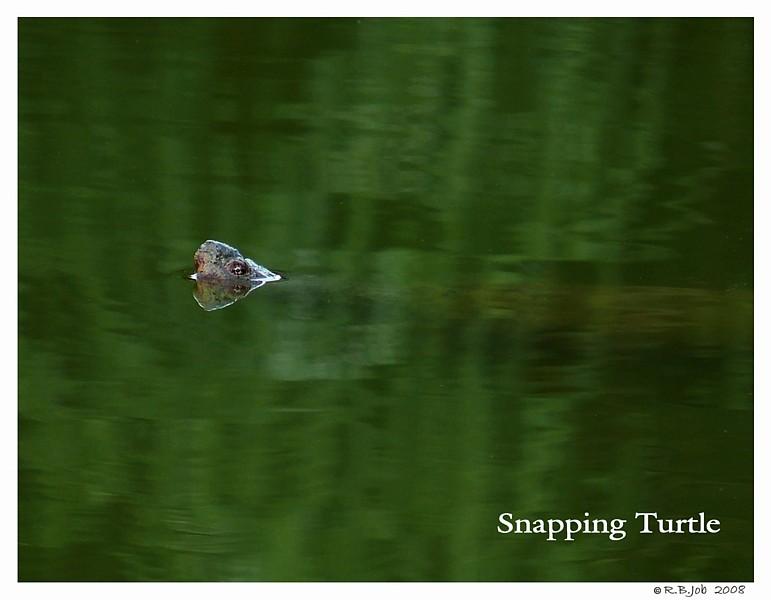 Snapping Turtle Swan