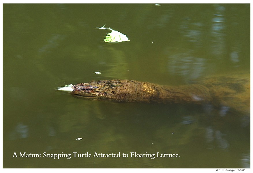 Snapping Turtle Swan
