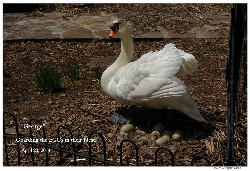SWAN REPLACEMENT EGGs