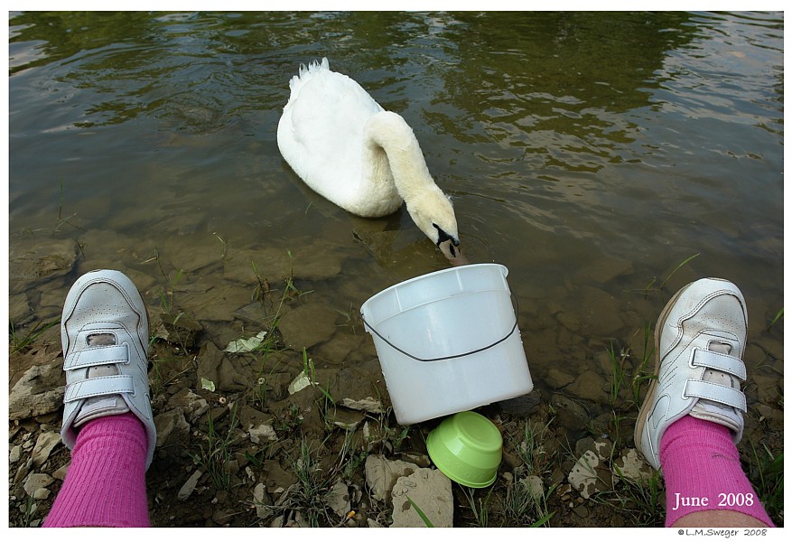 Catching Swans