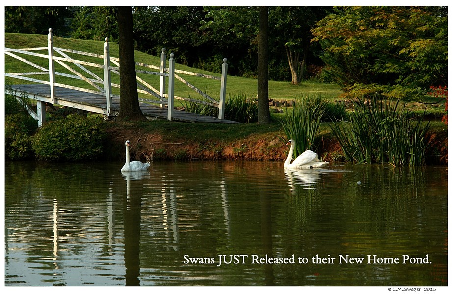  Catching Swans
