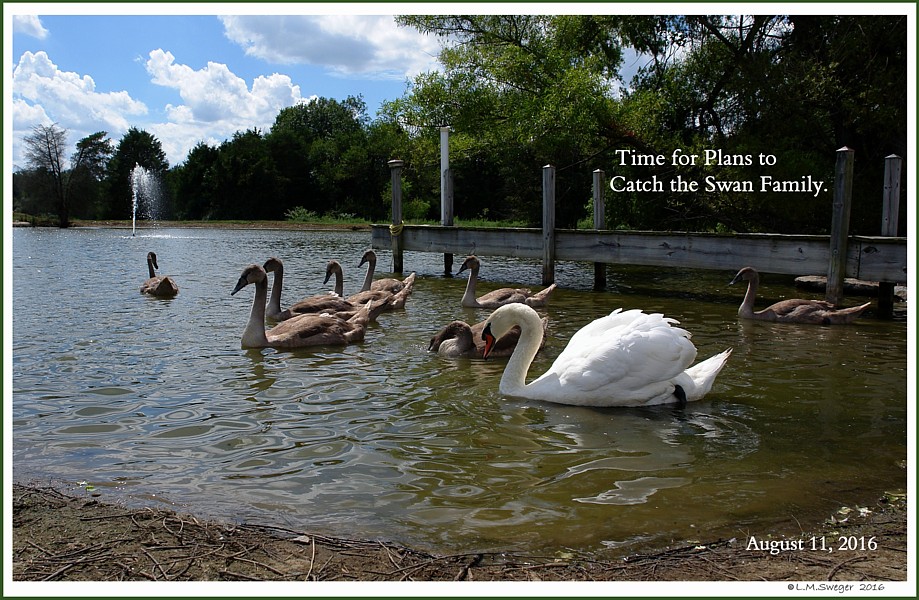 Catching Swans