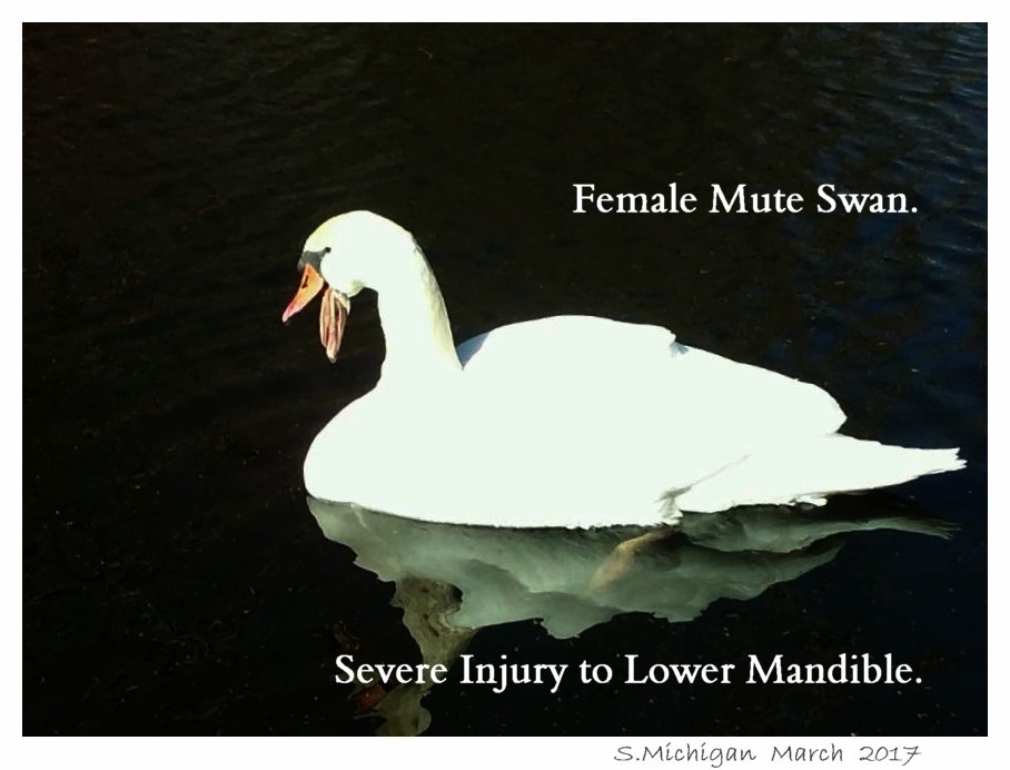 Common Swan Injuries