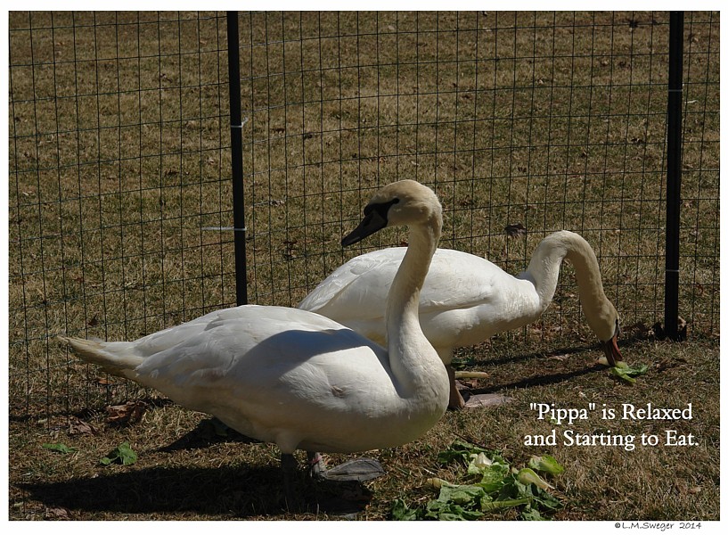 Bringing Swan Home 
Chaperon Fence