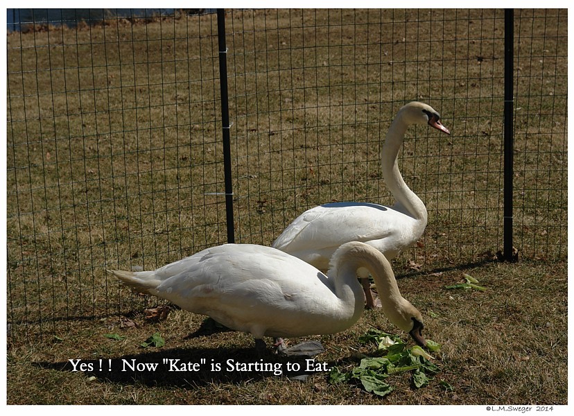 Bringing Swan Home 
Chaperon Fence