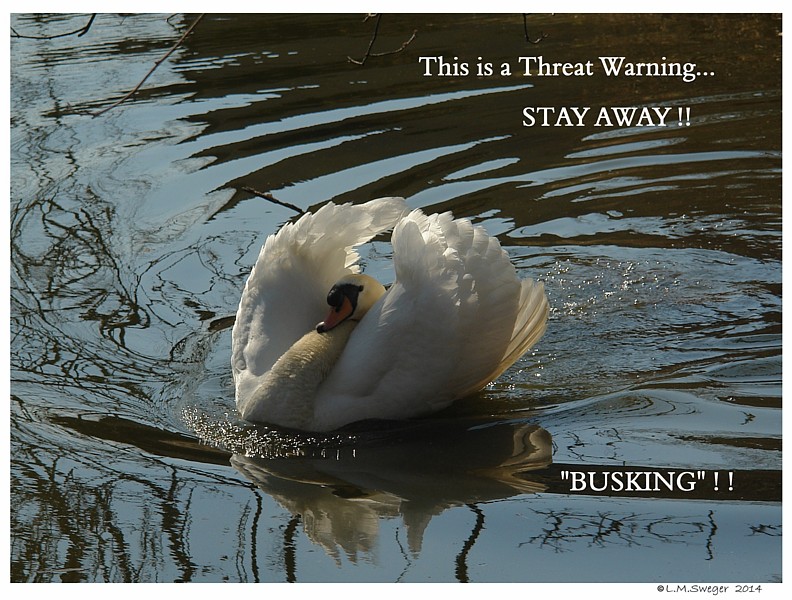      Aggressive Mute Swan Cob 
