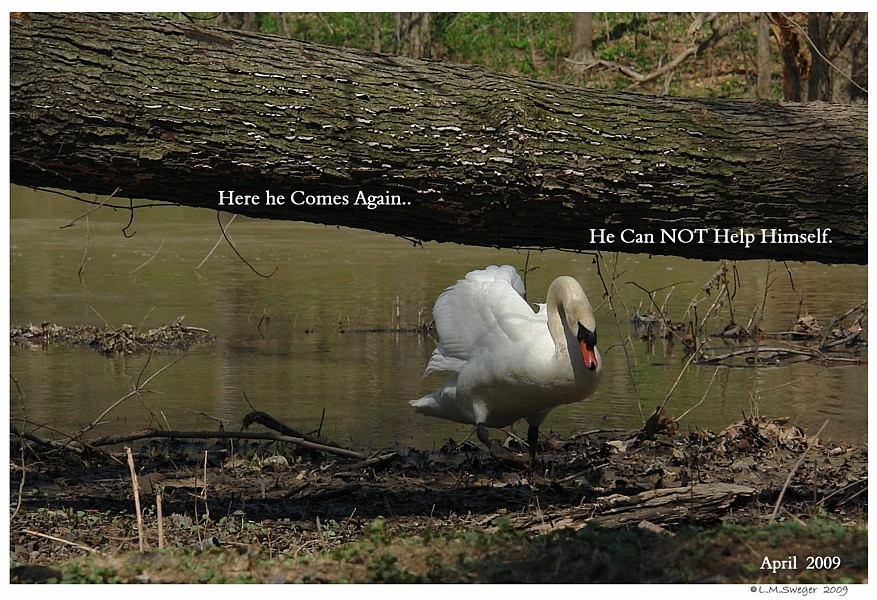      Aggressive Mute Swan Cob 