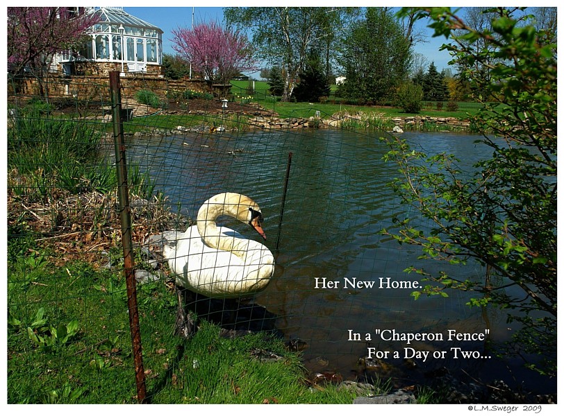 Bringing Swan Home
Chaperon Fence