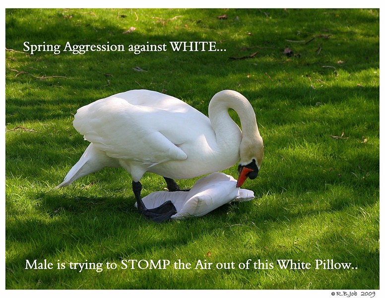 Aggressive Mute Swan Cob 