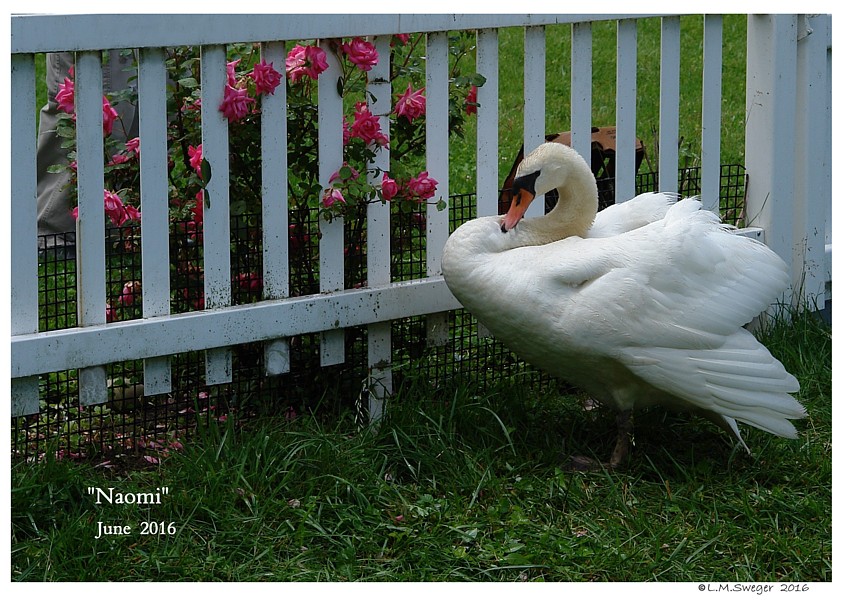 Bringing Swan Home