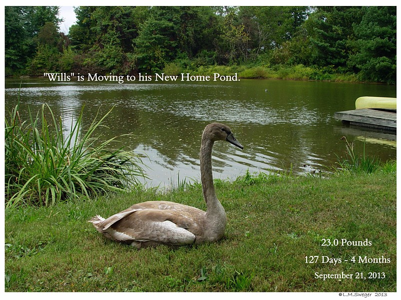 Bringing Swan Home