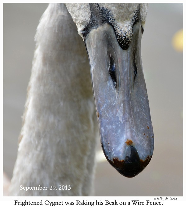 Common Swan Injuries