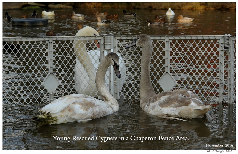 Bringing Swan Home
Chaperon Fence