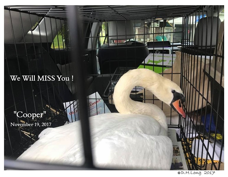 Bringing Swan Home
