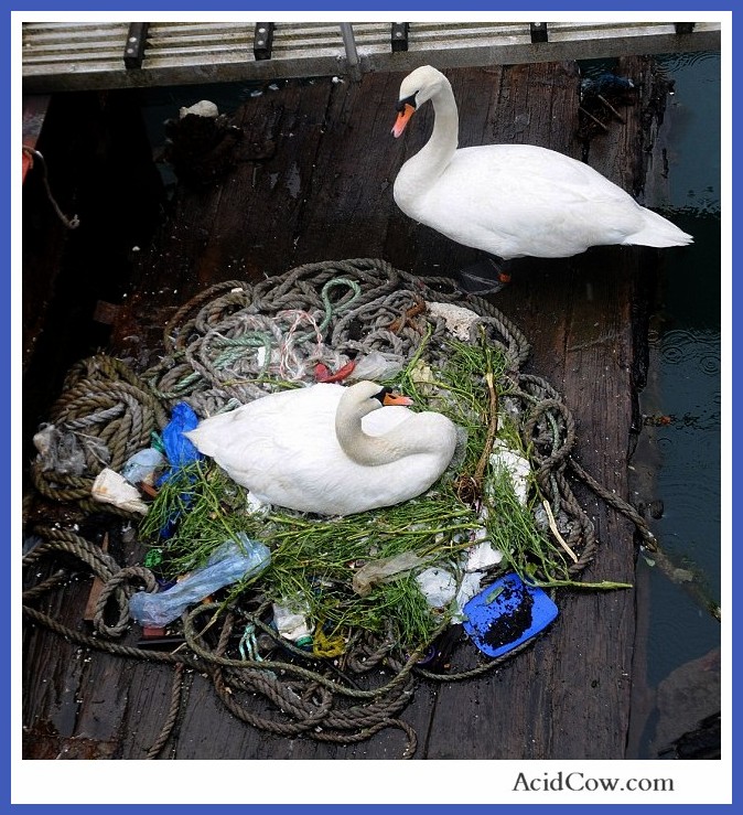 Nesting Mute Swans
