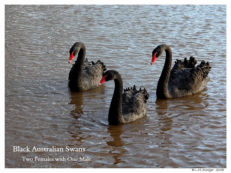 Black Australian Swans