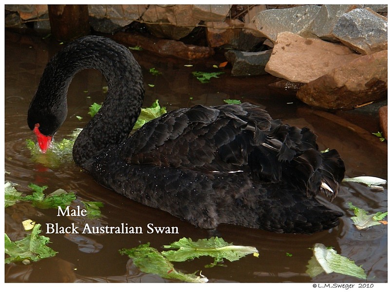 Black Australian Swans