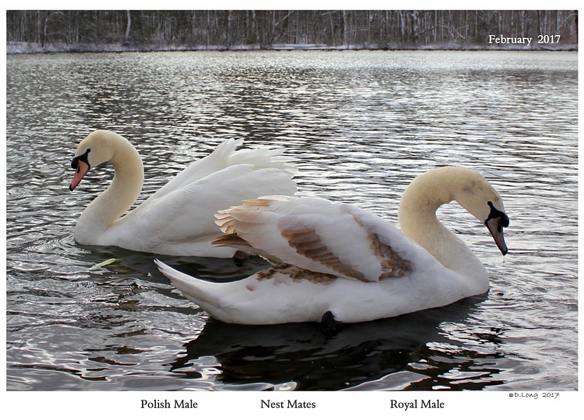 Royal vs Polish Mute Swan Cygnets