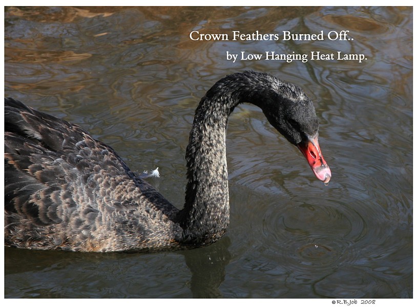 Black Australian Swans