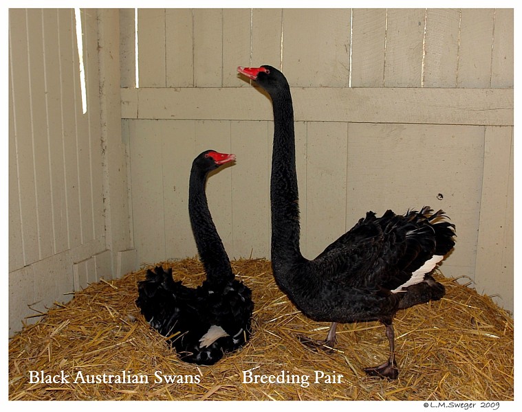 Black Australian Swans
