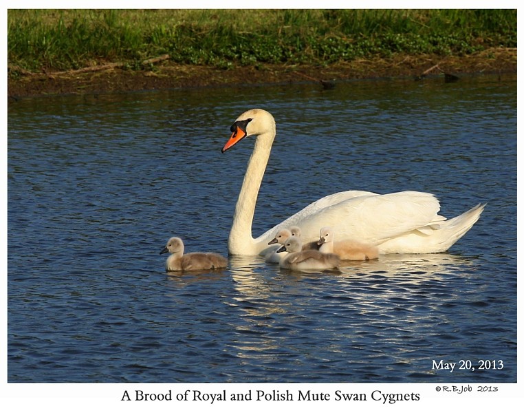 Royal vs Polish Mute Swan Cygnets