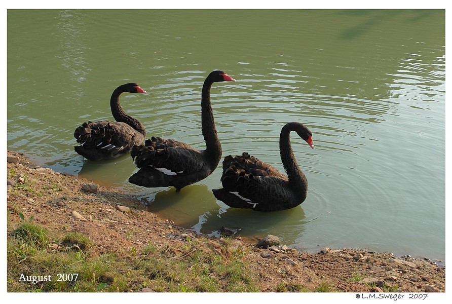 Black Australian Swans